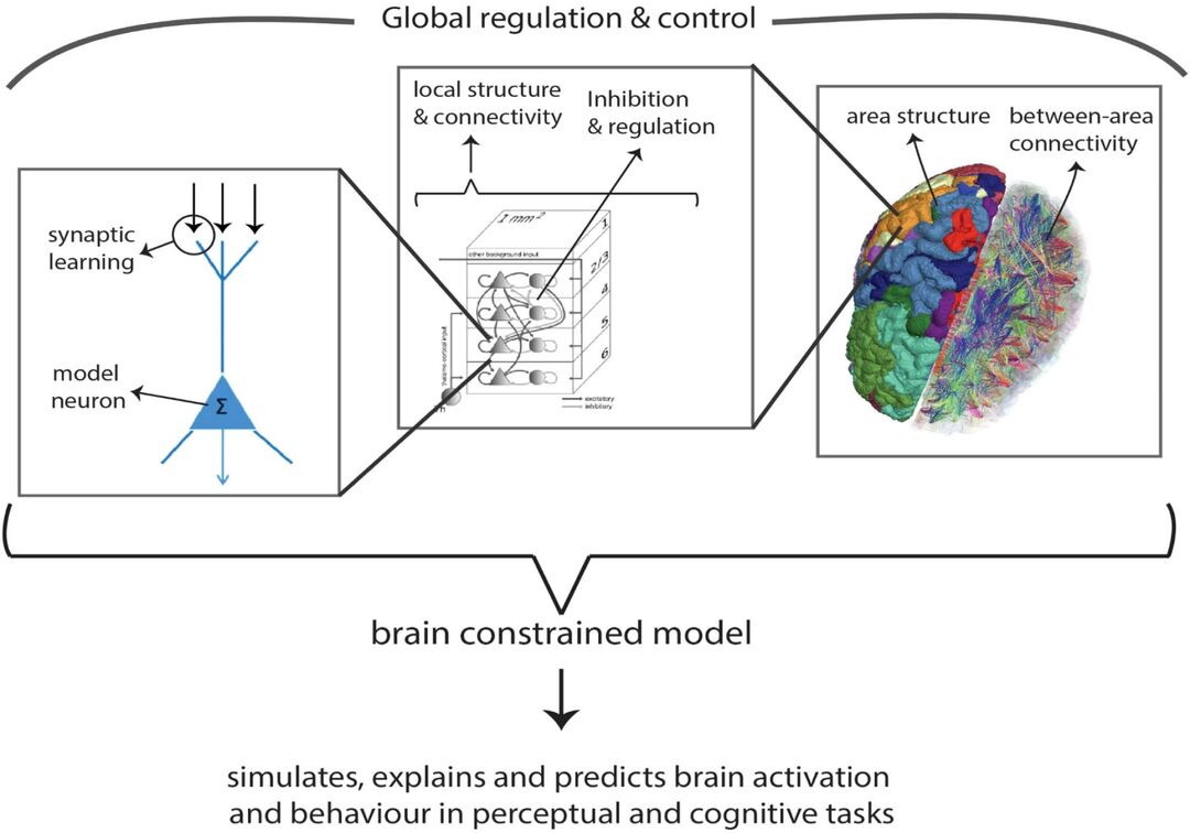 Schematic illustration of constraints for making neural networks more similar to real brains: The models can be used as tools to predict and/or explain behavior and brain activity patterns. The brain area and connectivity diagram on the right has been kindly provided by Rosario Tomasello and the local circuit diagram in the middle is reprinted, with permission, from Schmidt et al. 2018.
