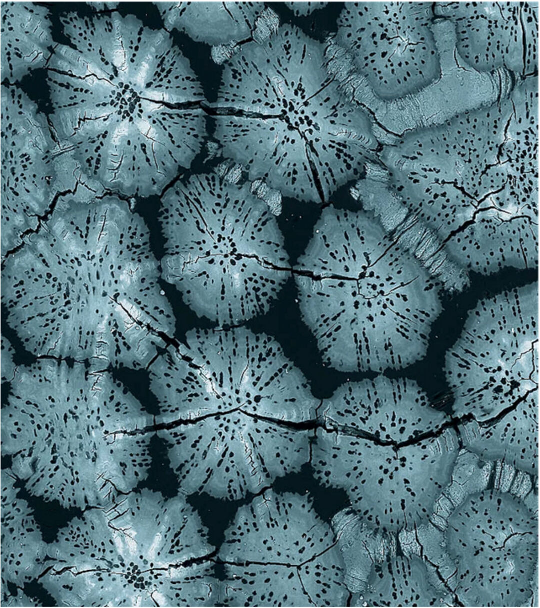 Tesselation in biology. Copyright: Mason Dean, Max Planck Institute of Colloids and Interfaces; James Weaver, Wyss Institute

