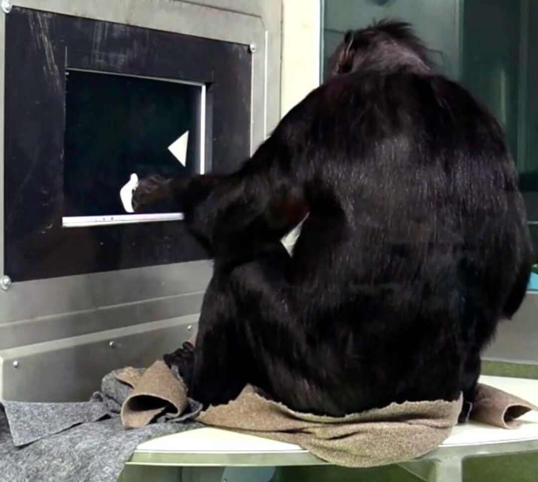 Kanzi, a bonobo (Pan paniscus), performing a match-to-sample task at his home Ape Initiative<br />
in Des Moines, Iowa, USA. Print-screen from: Margiotoudi K et al., Proc. R. Soc. B, February 2022 (https://doi.org/10.1098/rspb.2021.1717) [see online video materials].
