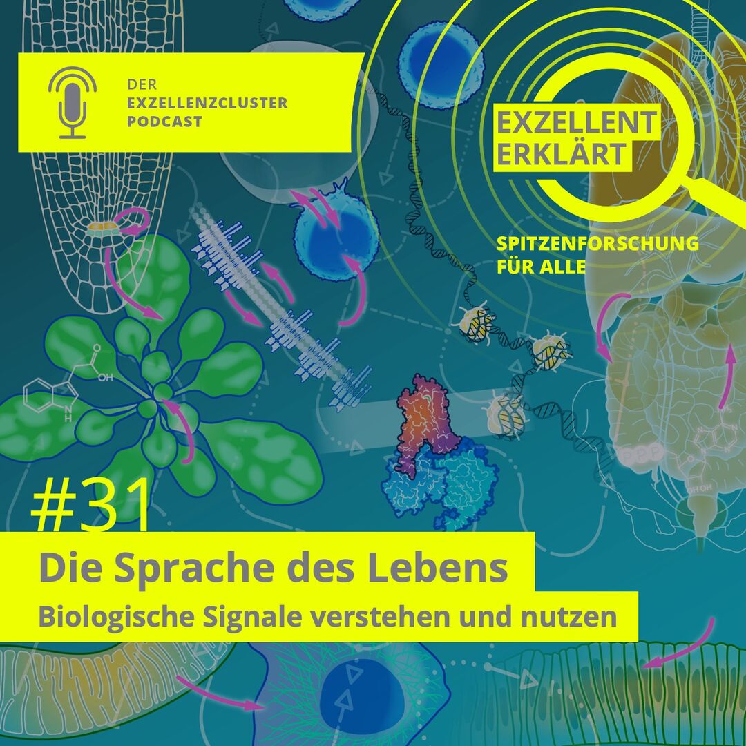 Podcast Episode »Die Sprache des Lebens«. Copyright Cluster of Excellence CIBSS - Centre for Integrative Biological Signalling Studies
